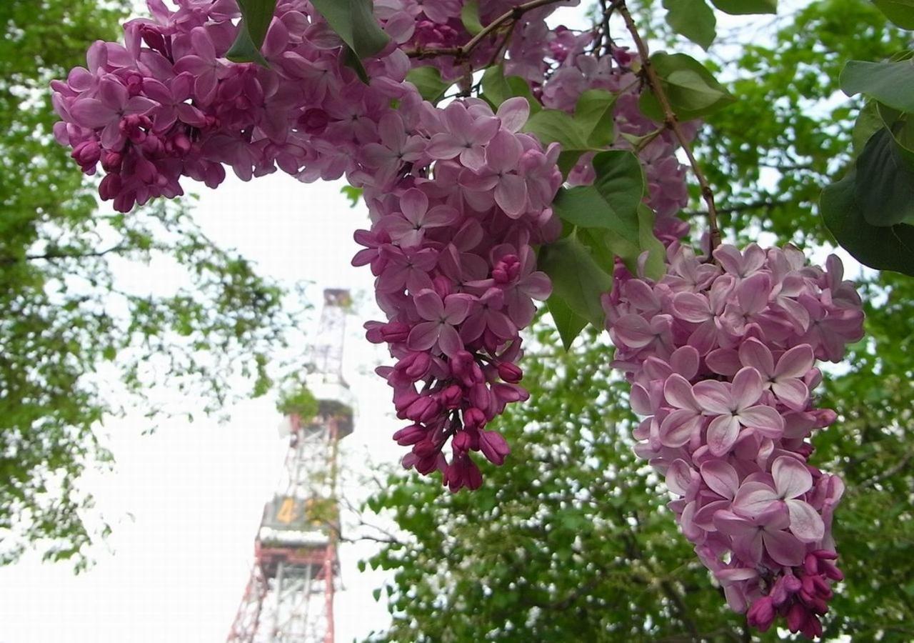 東急ステイ札幌 ホテル